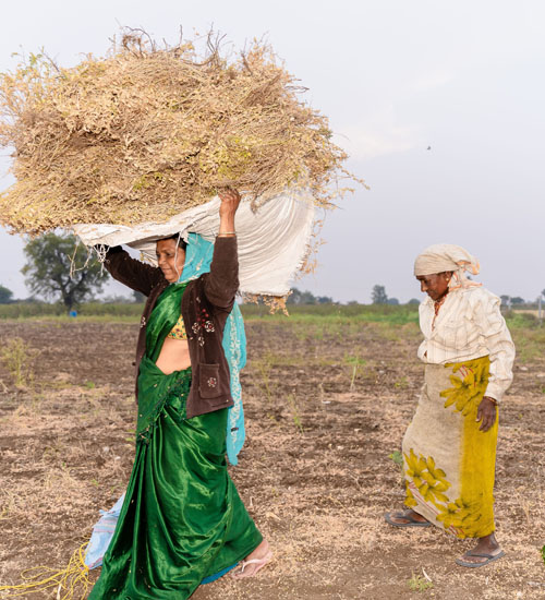 Livelihood Development